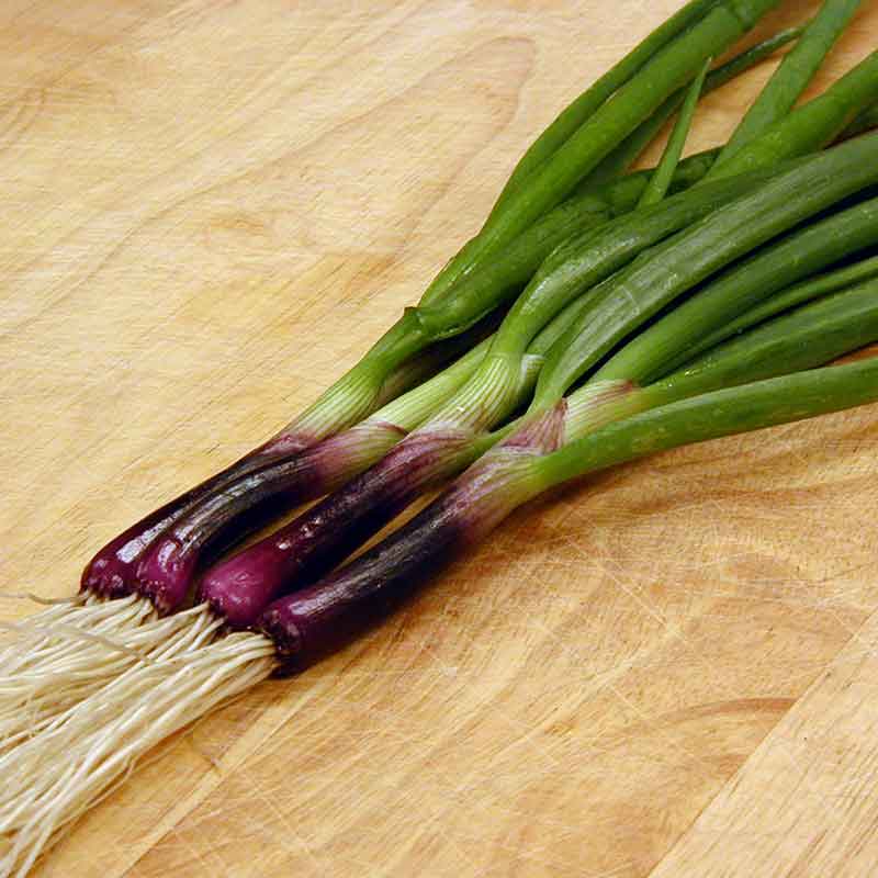Close-up of green Red Baron Bunching onion stalks with white bulbs and purple at the base.