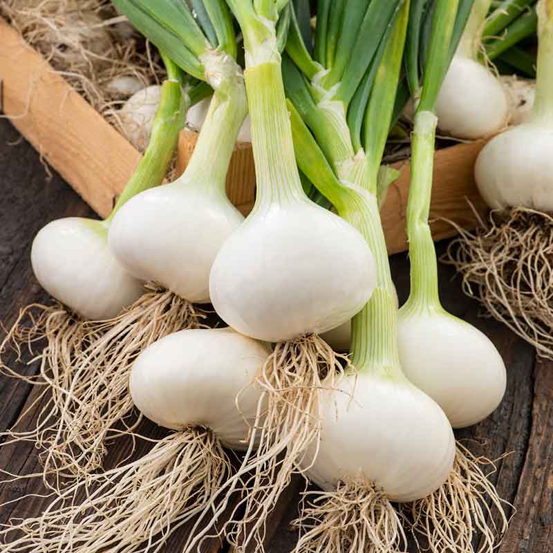 Several Southport White Globe onions showing white bulbs with roots and green stems. | copyright: Floramedia UK Ltd