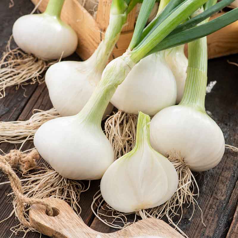 Several White Grano onions showing white bulbs with roots and green stems. | copyright: Floramedia UK Ltd