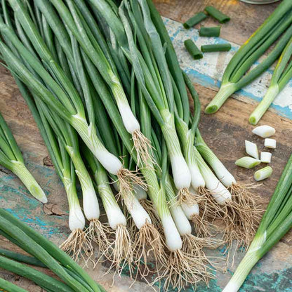 A close-up shot of several long, slender white Lisbon bunching onions with green tops. | copyright: Floramedia UK Ltd