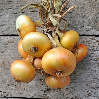 A close-up shot of several yellow granex onions, with their golden-brown skins and round, flattened shapes.