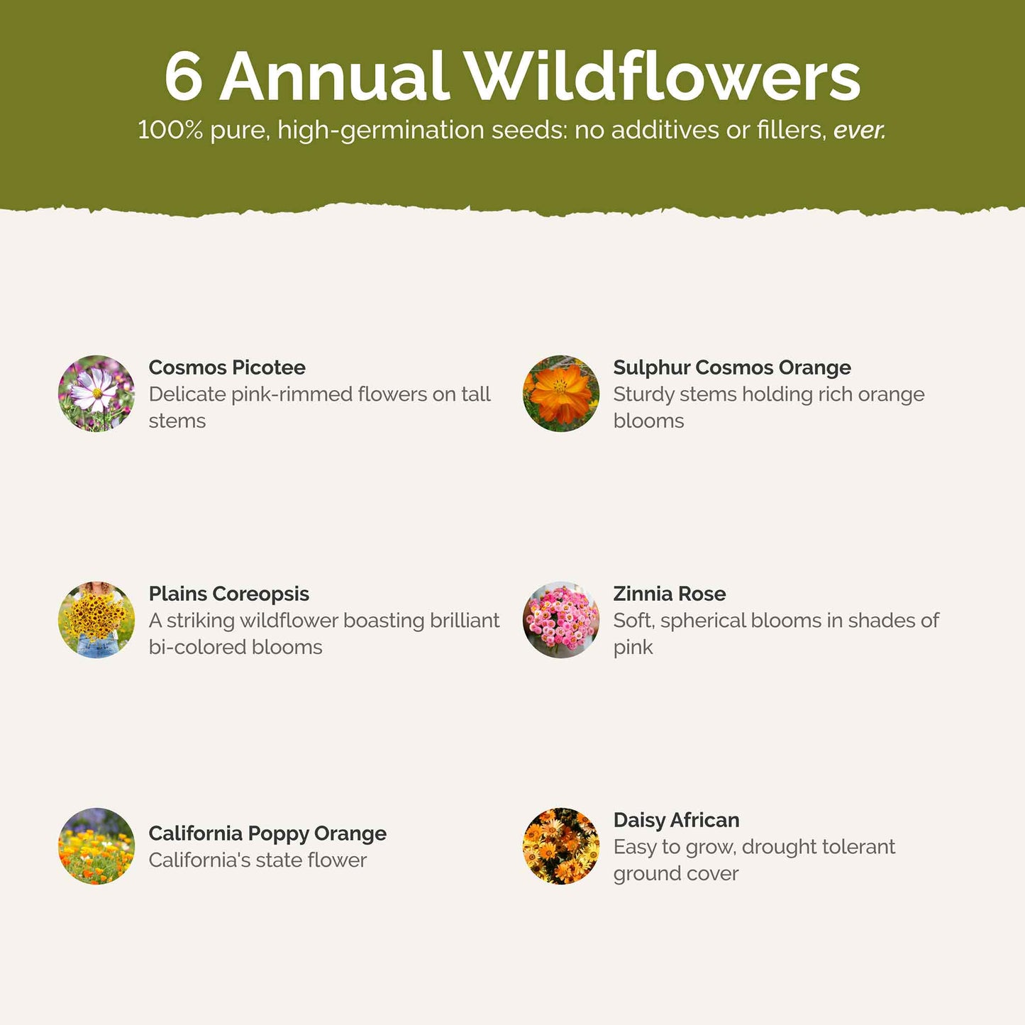 List of flower species and seeds included in the Wildflower Seed Mix.