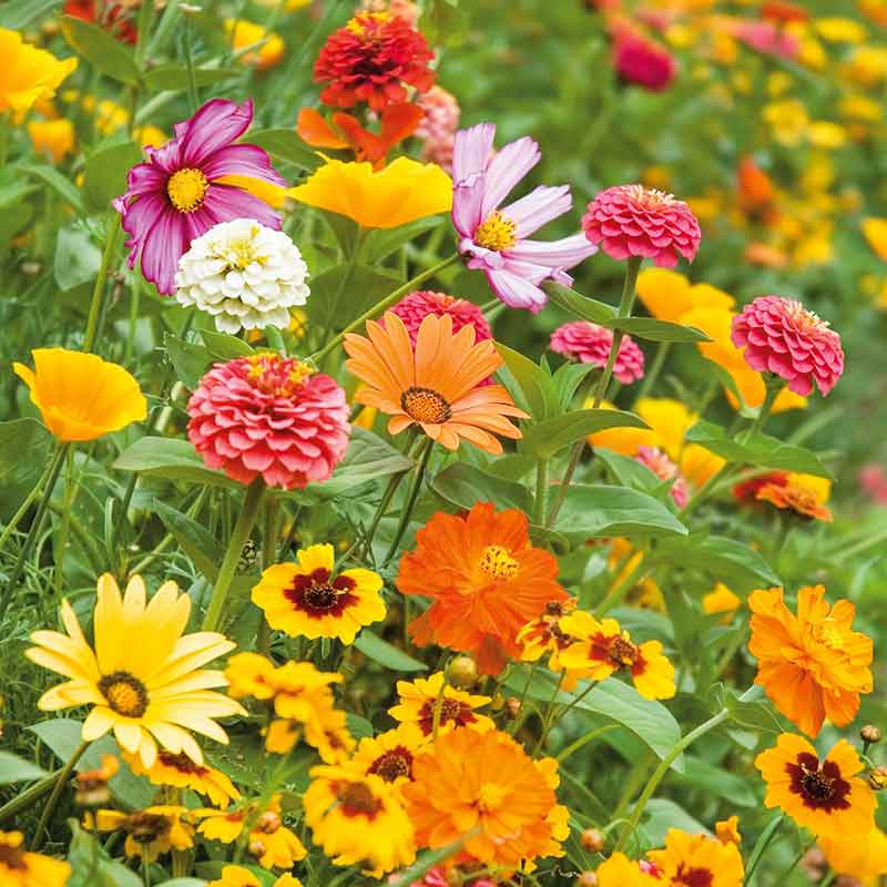 A view of the variety of colors in the Orange Sherbet Flower Seed Mix