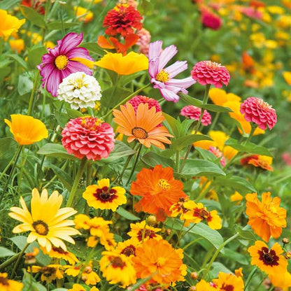 A view of the variety of colors in the Orange Sherbet Flower Seed Mix