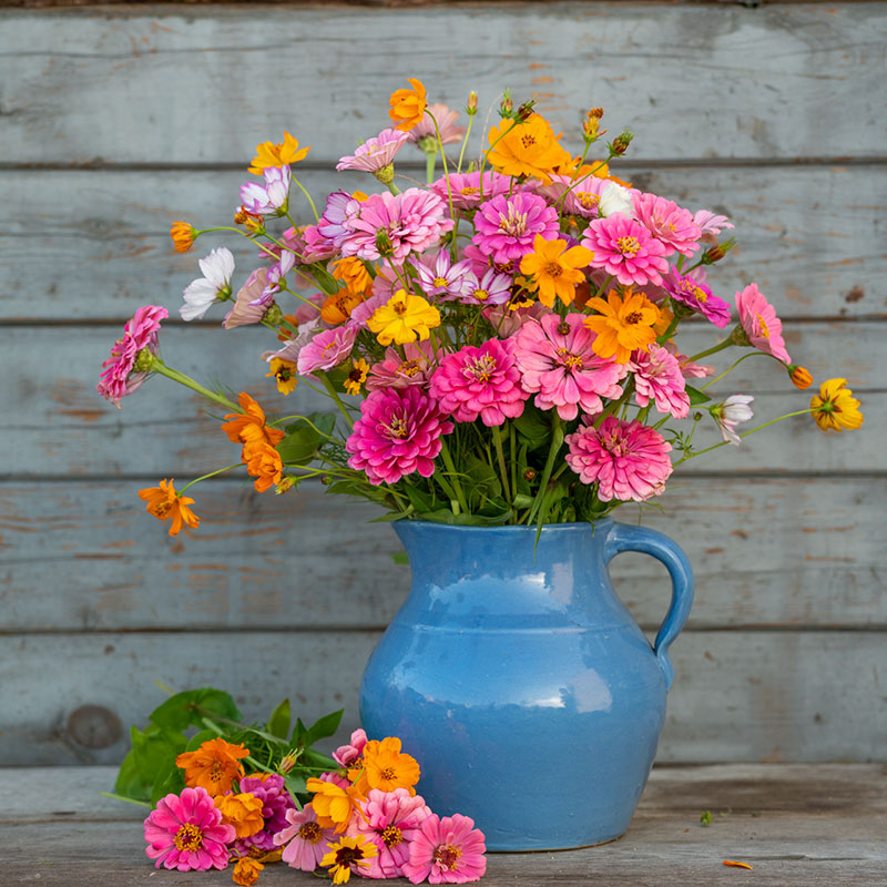 A bouquet of the variety of colors in the Orange Sherbet Flower Seed Mix