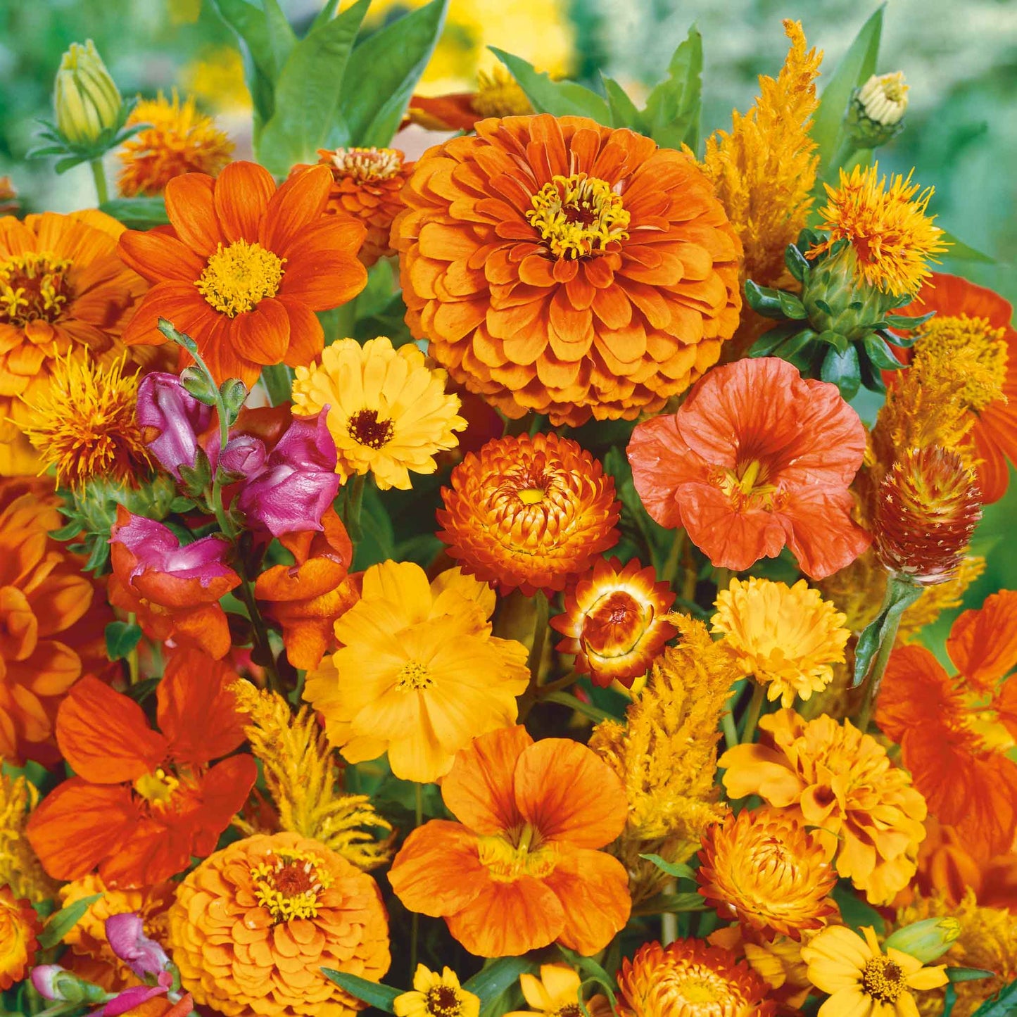 A view of the variety of colors in the Orange You Glad - Orange Flower Seed Mix