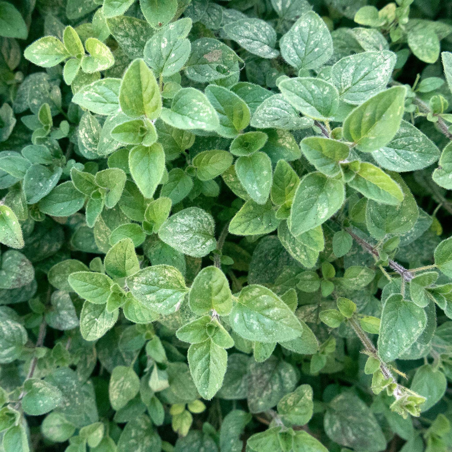 A close-up of a vibrant green oregano plant with small leaves, against a softly blurred background.