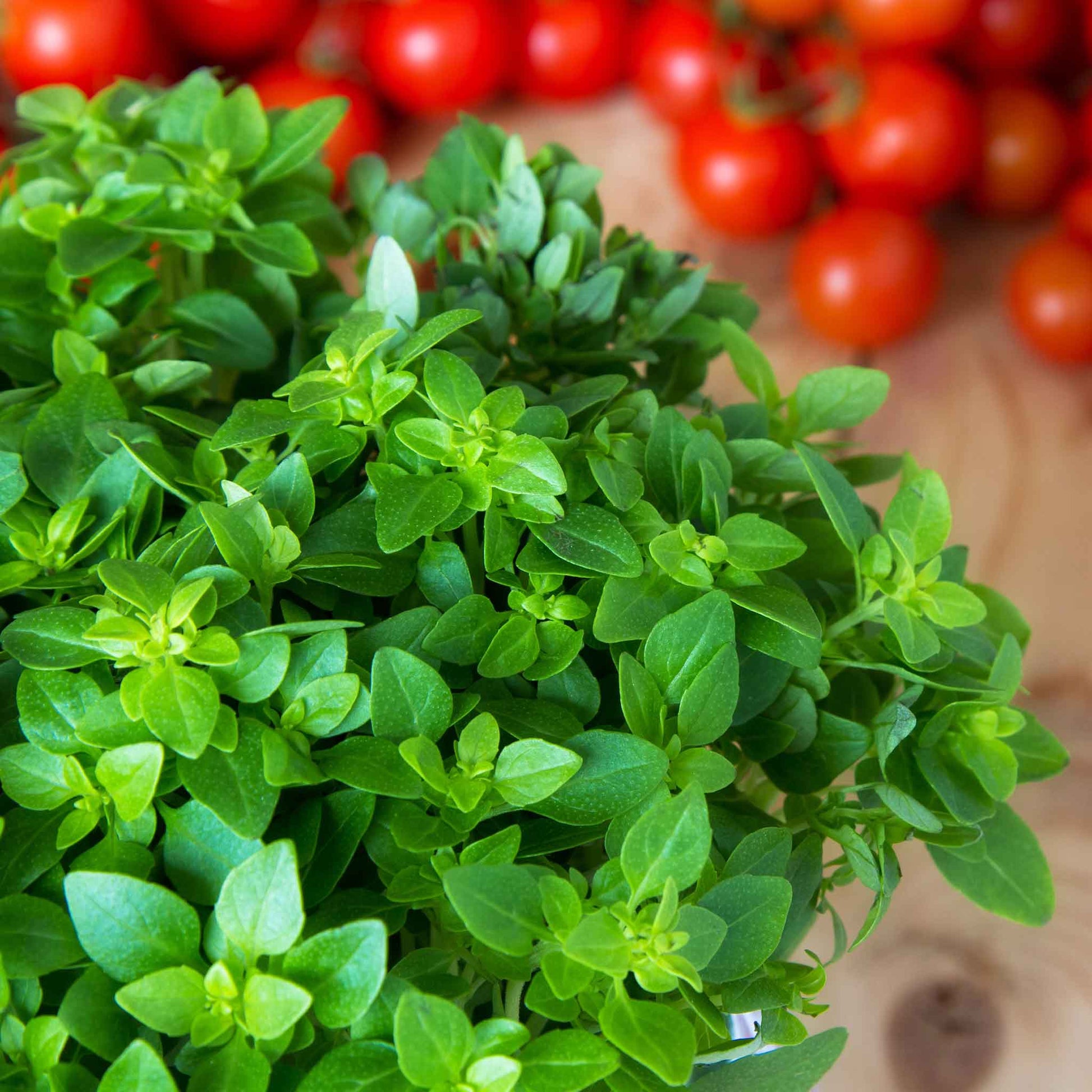 A close-up of vibrant green oregano leaves, with cherry tomatoes, on a dark background.