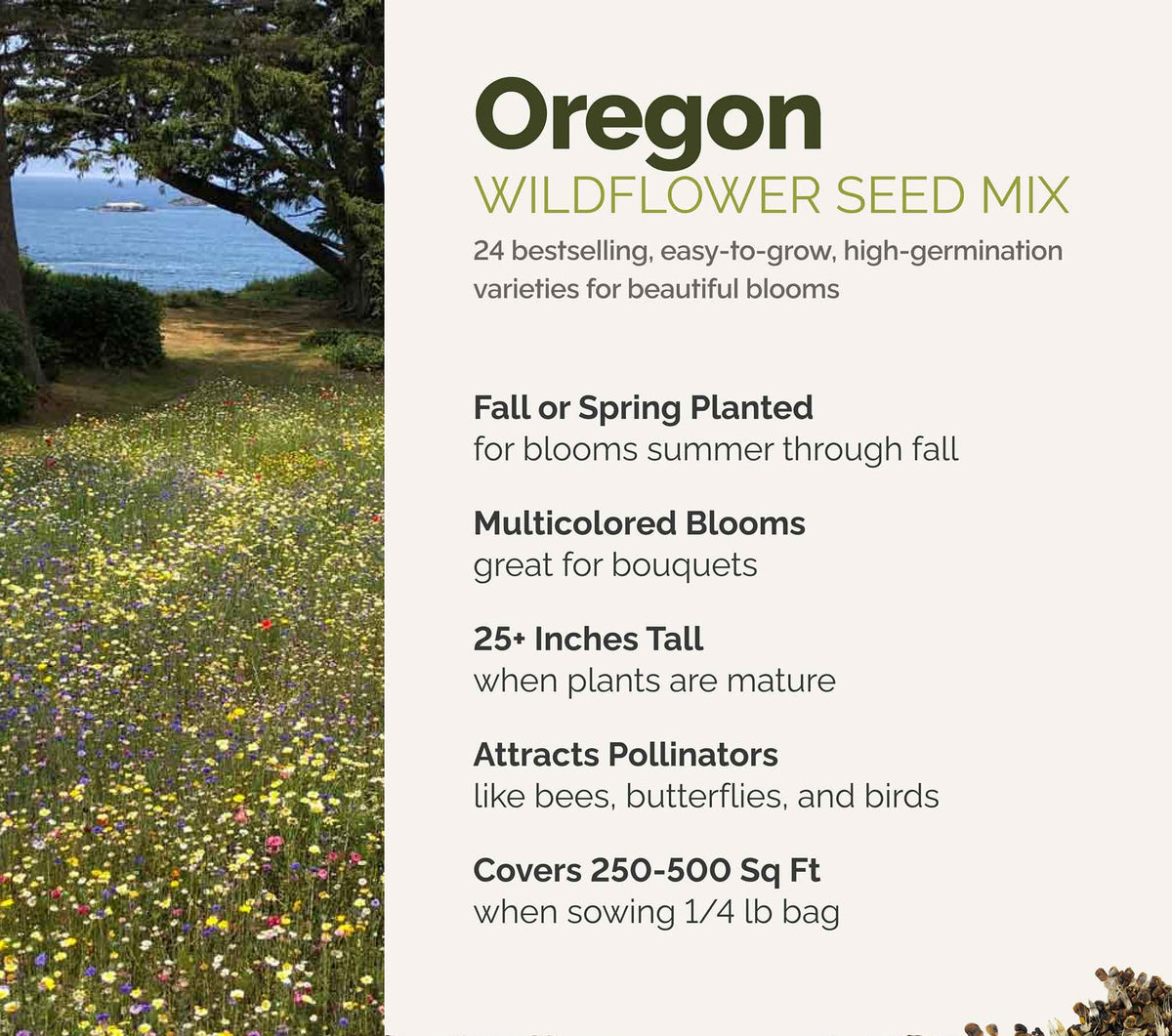 A visual overview of the wildflower seed mix, showcasing expected floral blooms.