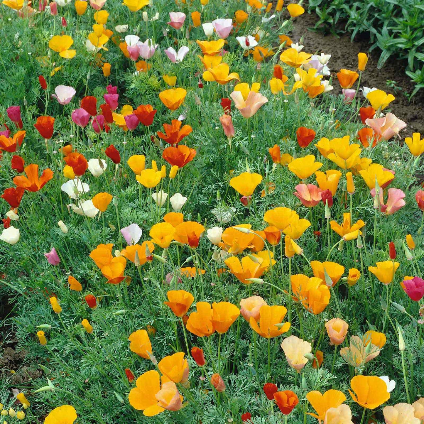 Close-up of a blooming Orange california poppy mix with vibrant petals and green background.