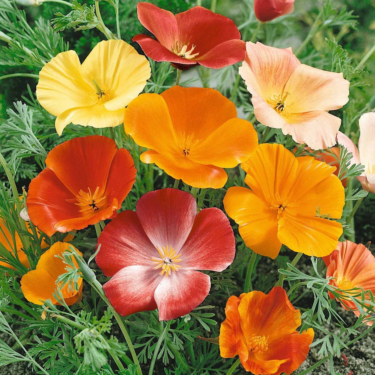 Close-up of a vibrant orange and yellow california poppy mix with soft focus background.