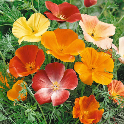 Close-up of a vibrant orange and yellow california poppy mix with soft focus background.