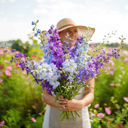 Pink, purple, and white rocket larkspur tall mix against a blurred green background.