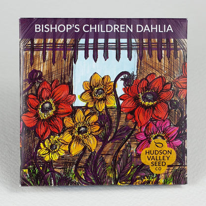 Bishop's Children Dahlia Seedlings
