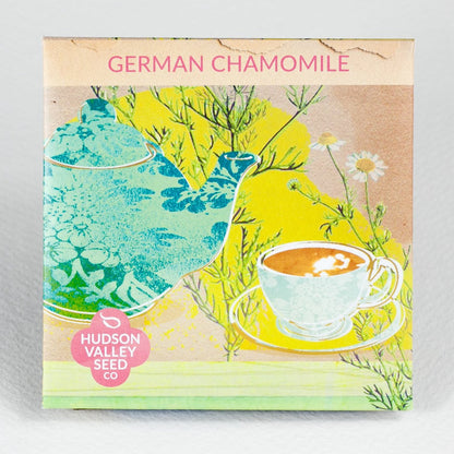 German Chamomile Seedlings