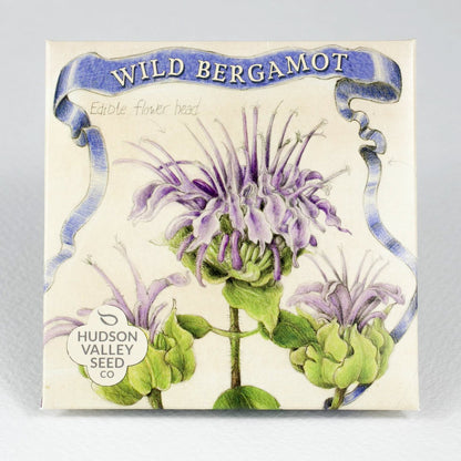 Wild Bergamot Seedlings