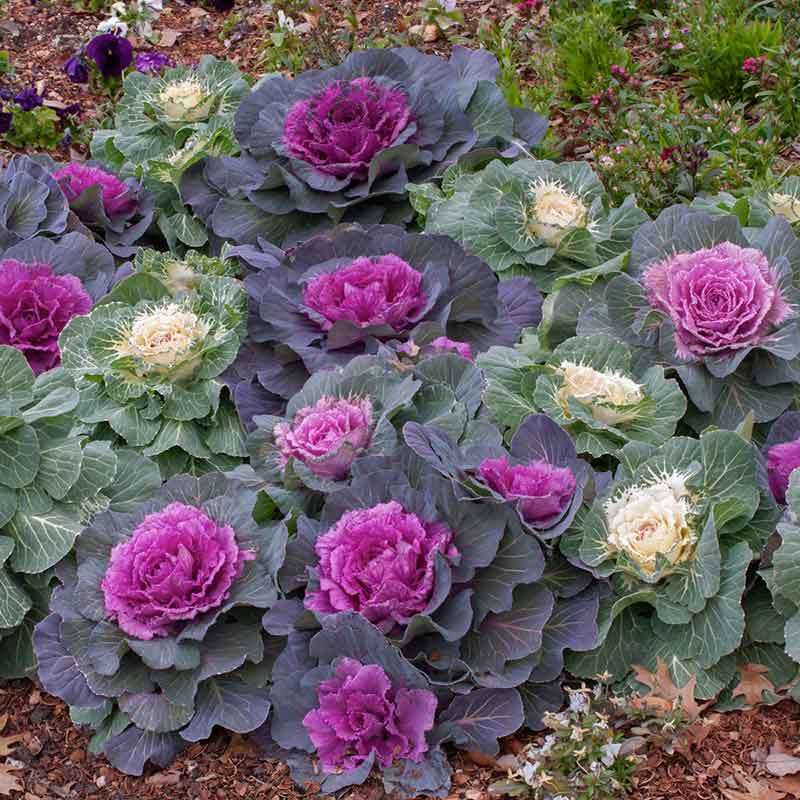 Ornamental kale mix ruffled green and purple variegated leaves in a garden setting. | copyright: Floramedia UK Ltd