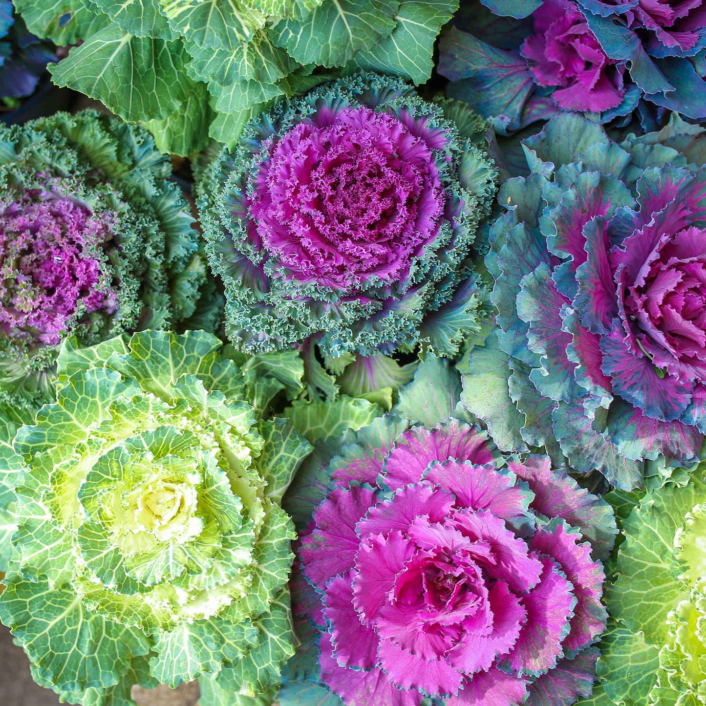 Ornamental kale mix pink, purple and green ruffled leaves on a soft green backdrop.