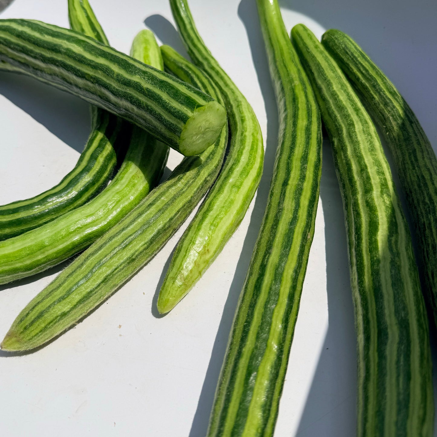 Painted Serpent Cucumber