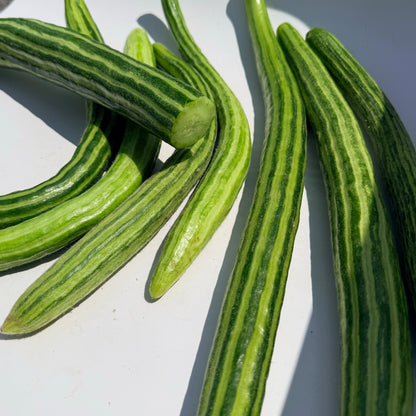 Painted Serpent Cucumber