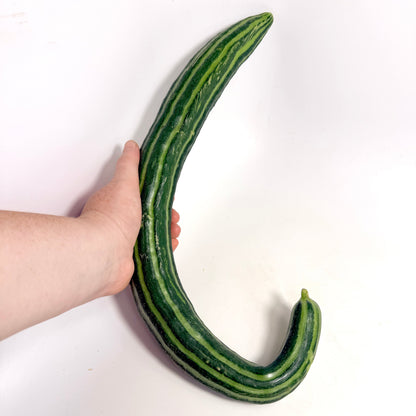Painted Serpent Cucumber