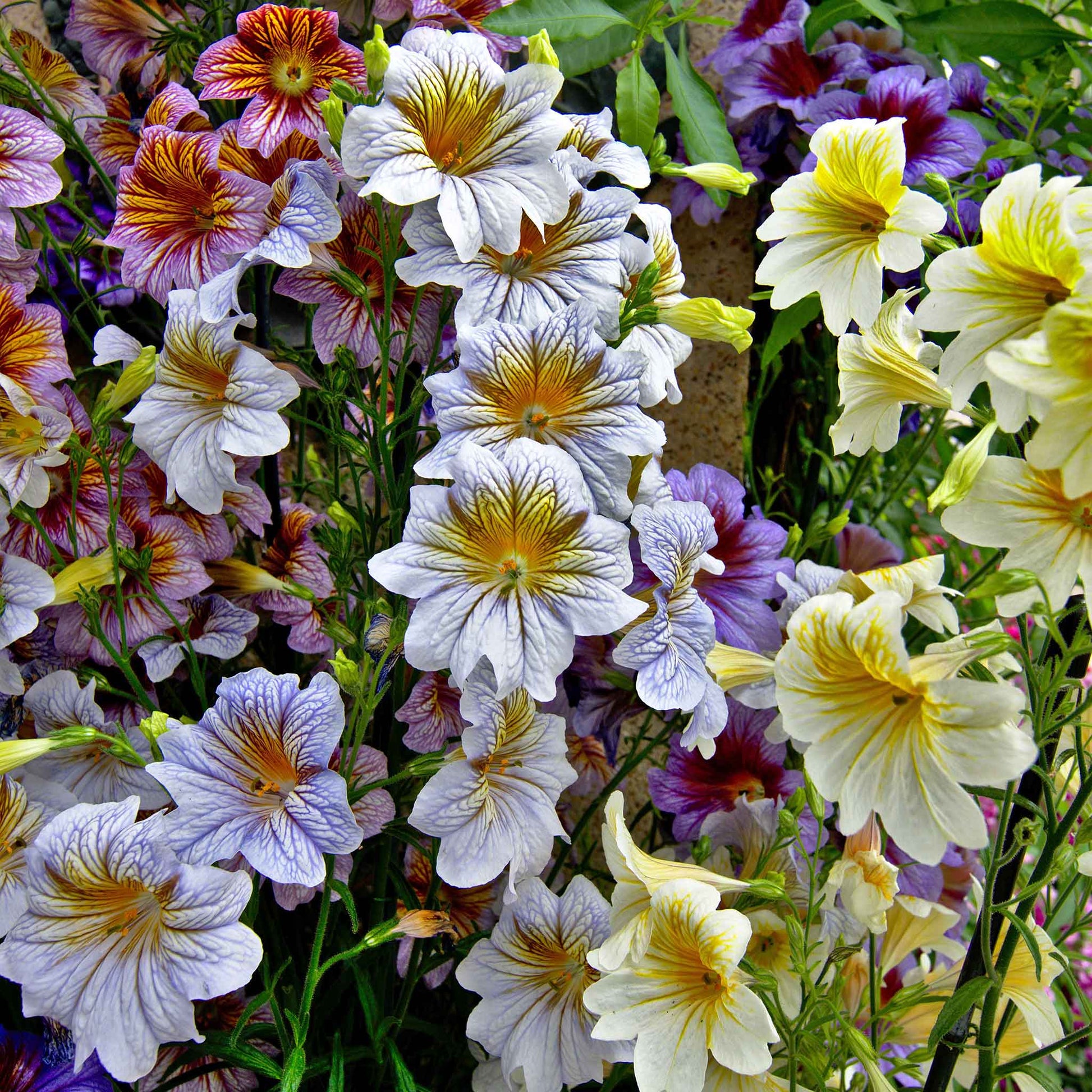 A close-up shot of several vibrant orange and yellow painted tongue flowers in full bloom.