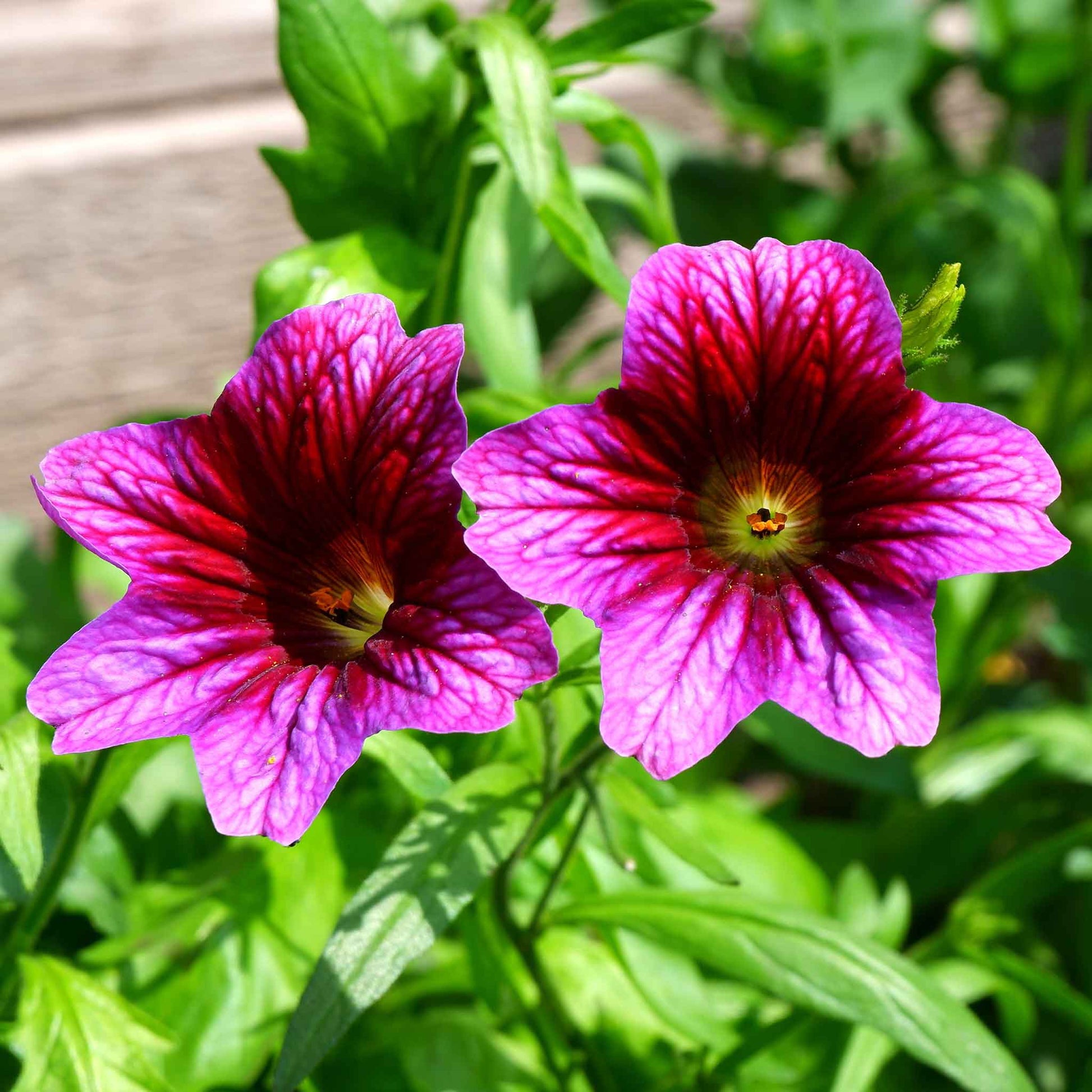 A close-up of a vibrant, multi-colored painted tongue flower with a soft, blurred background.