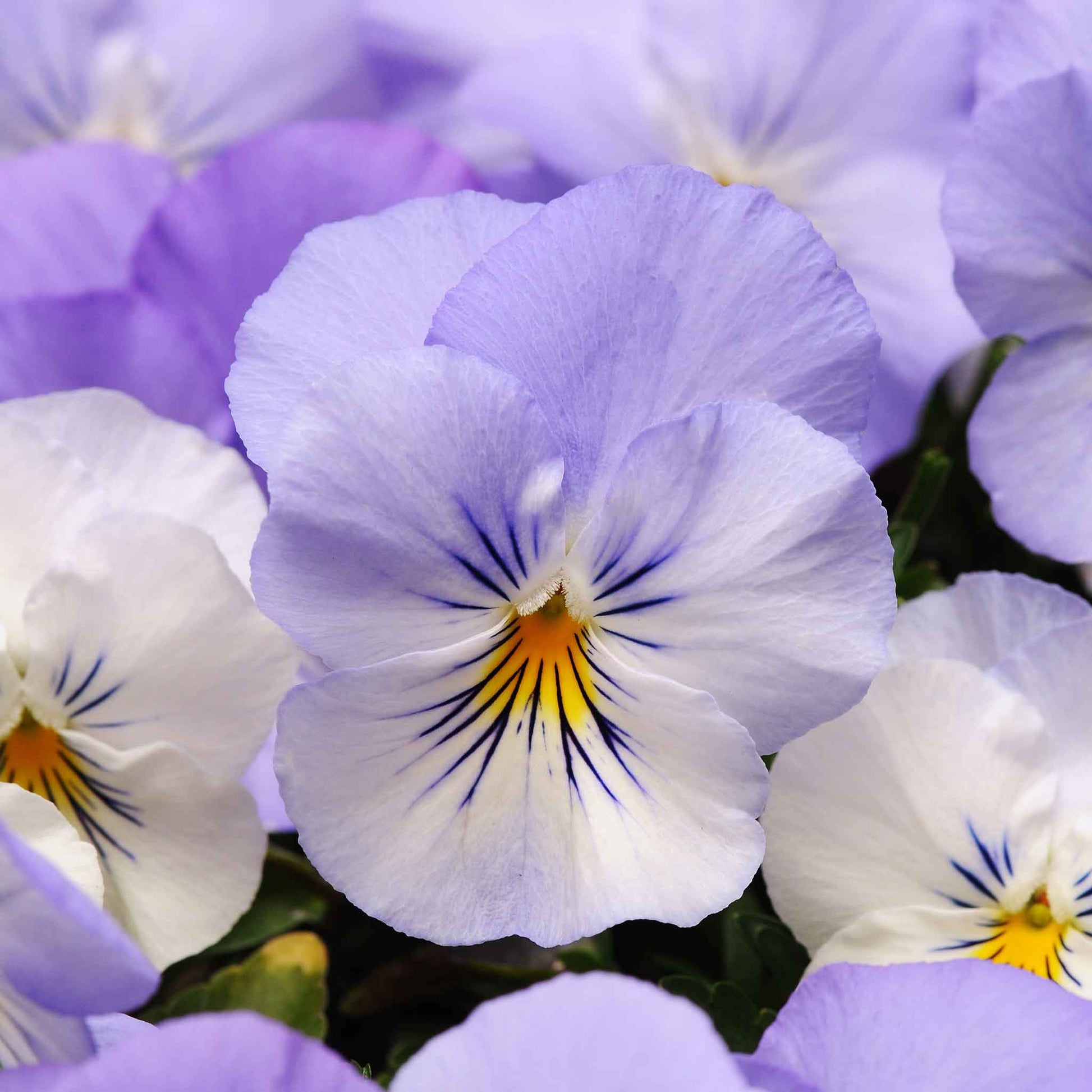 Pansy cool wave frost purple and white large bloom with green leaves in an outdoor setting.