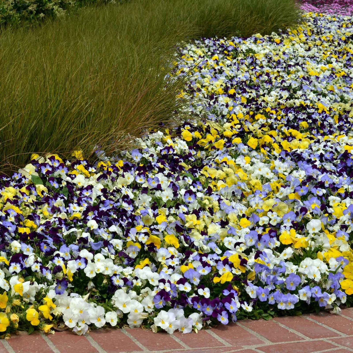 Pansy cool wave mix cluster of purple, yellow and white blooms in a sunny garden border.