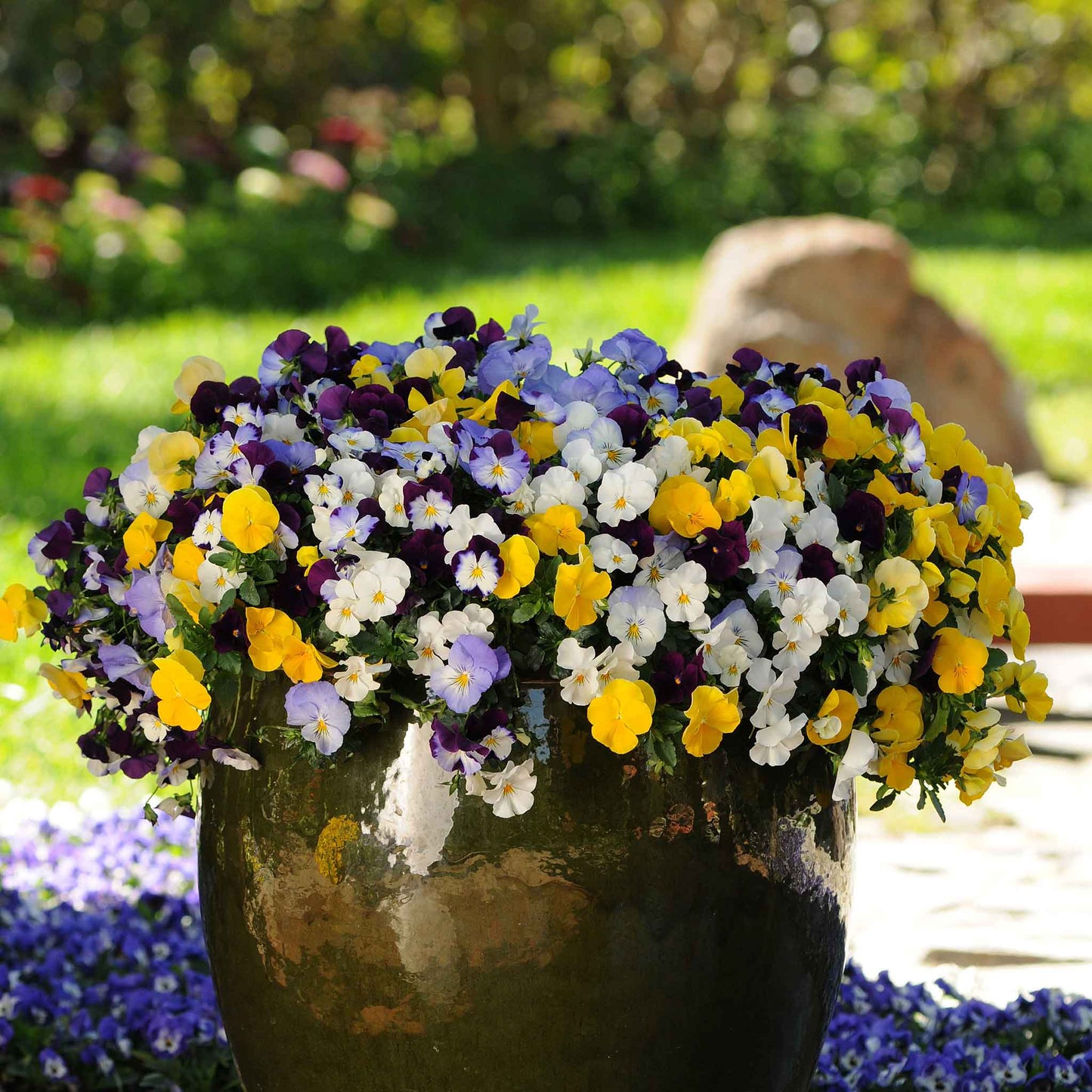 Pansy cool wave mix vibrant mixed color blooms in a pot on a plain backdrop.