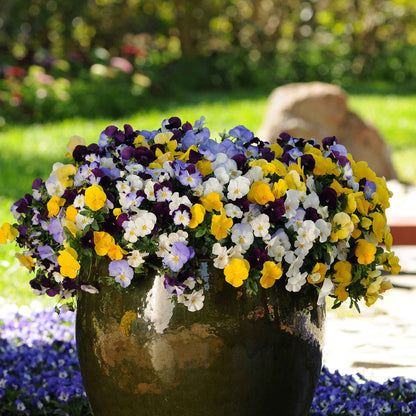Pansy cool wave mix vibrant mixed color blooms in a pot on a plain backdrop.
