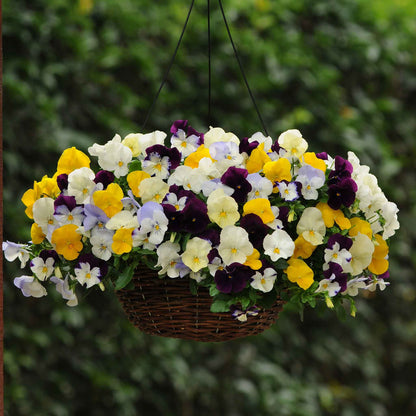  Pansy cool wave mix multicolored ruffled blooms densely packed in a garden bed.
