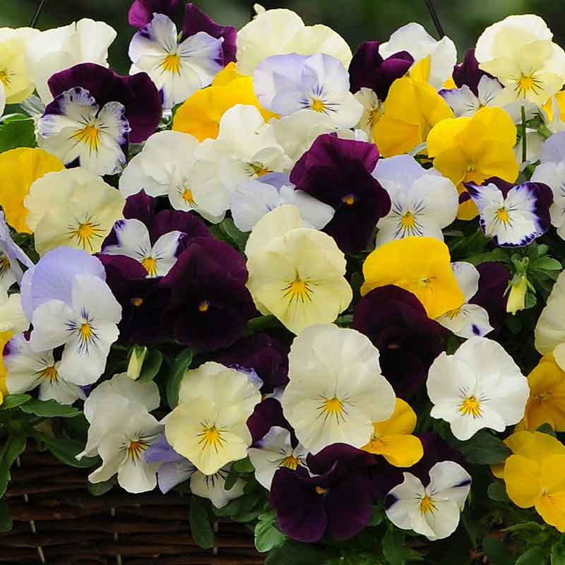 Pansy cool wave mix purple and white multi-shaded blooms on a plain backdrop.
