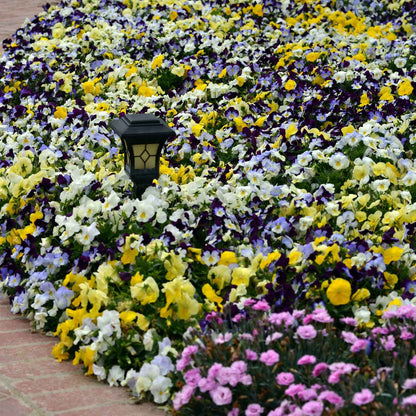Pansy cool wave mix cluster of purple, yellow and white blooms in a sunny garden.
