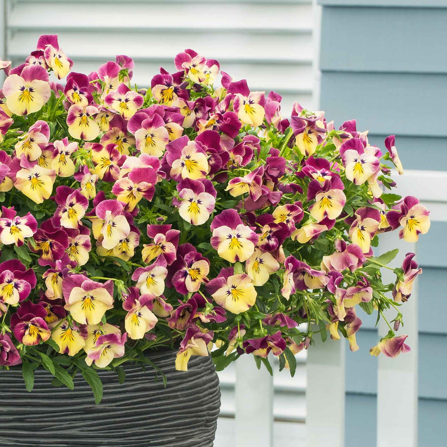 Pansy cool wave strawberry swirl pink, yellow and white ruffled blooms in a hanging basket.