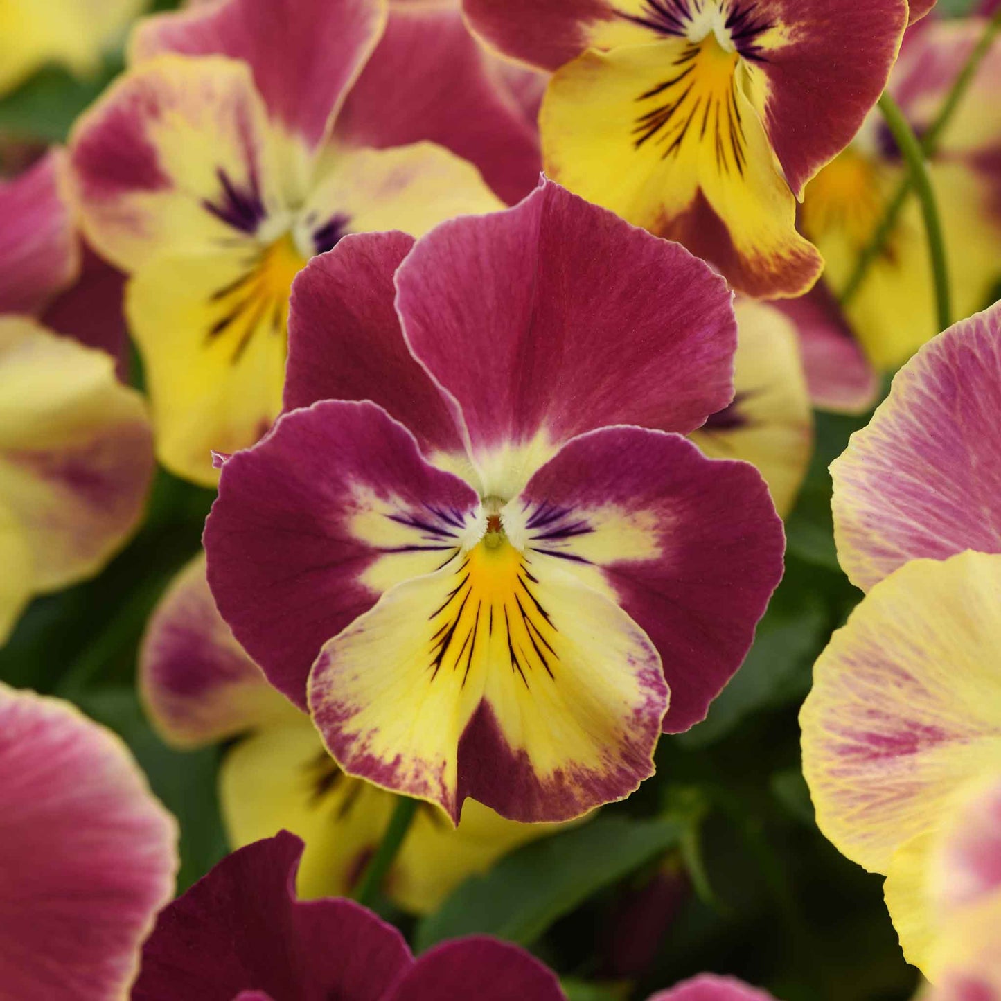 Pansy cool wave strawberry swirl pink, purple and yellow bloom on a plain backdrop.