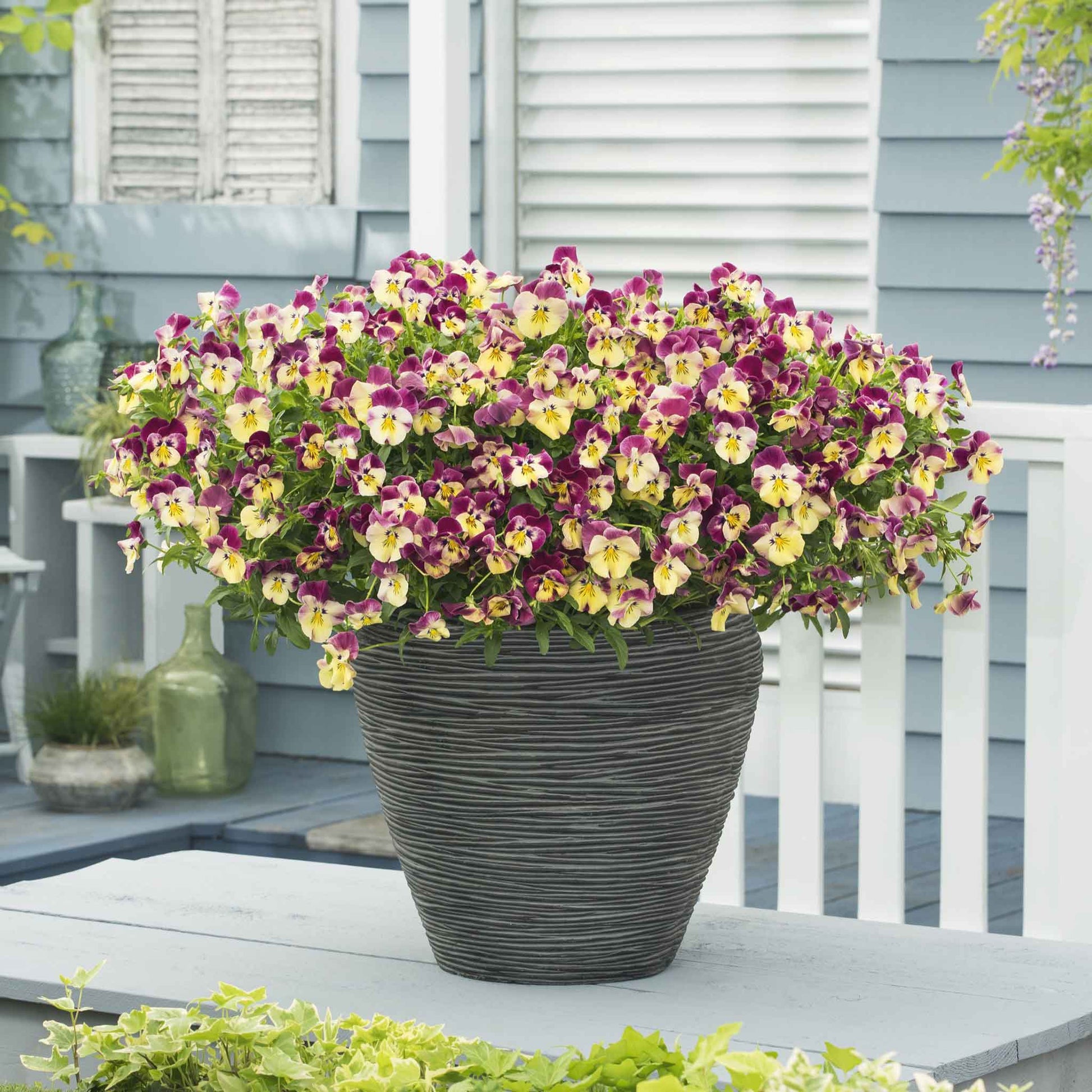 Pansy cool wave strawberry swirl purple and white blooms in a basket on a porch backdrop.