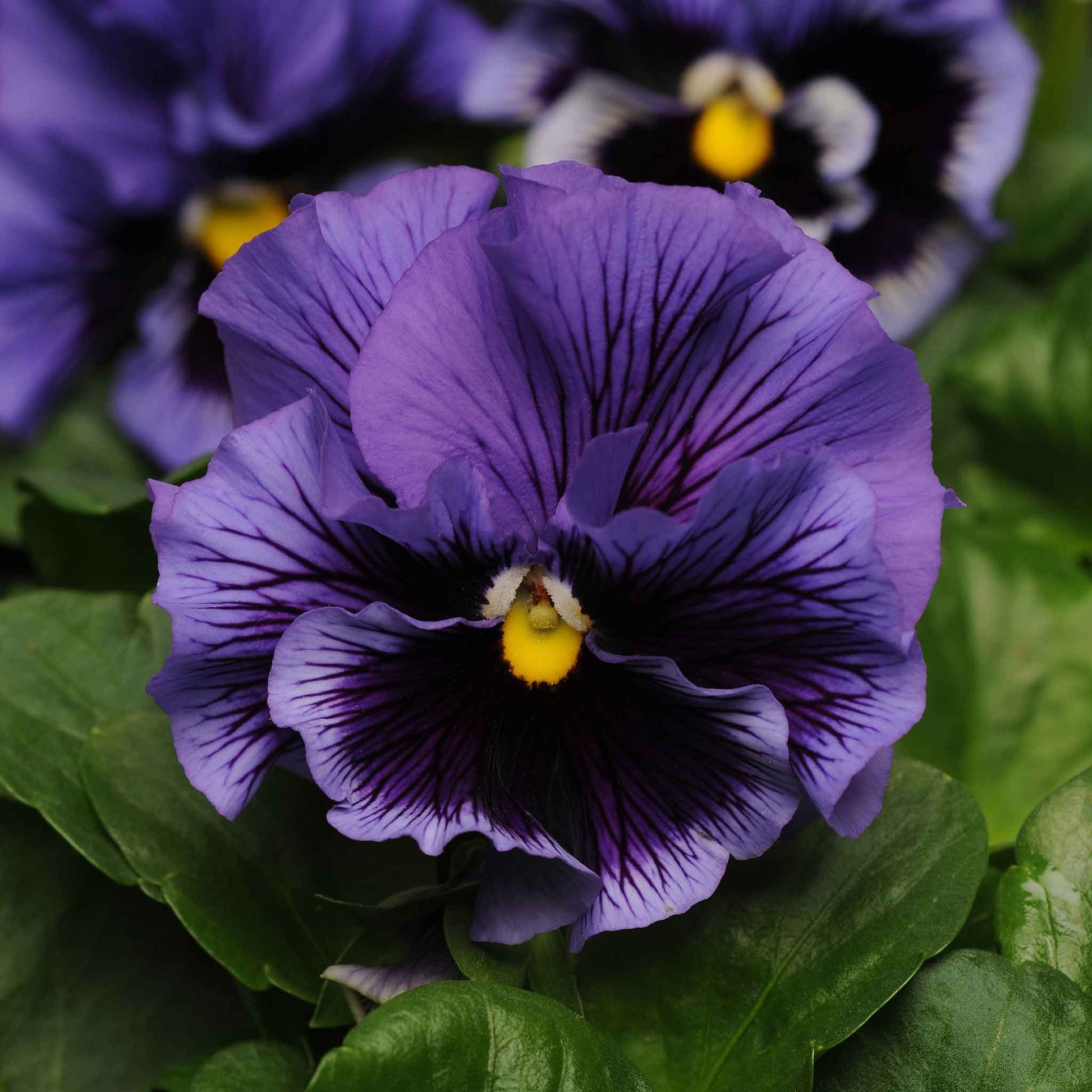 Pansy frizzle sizzle blue bright blue ruffled blooms with dark centers on a plain backdrop.