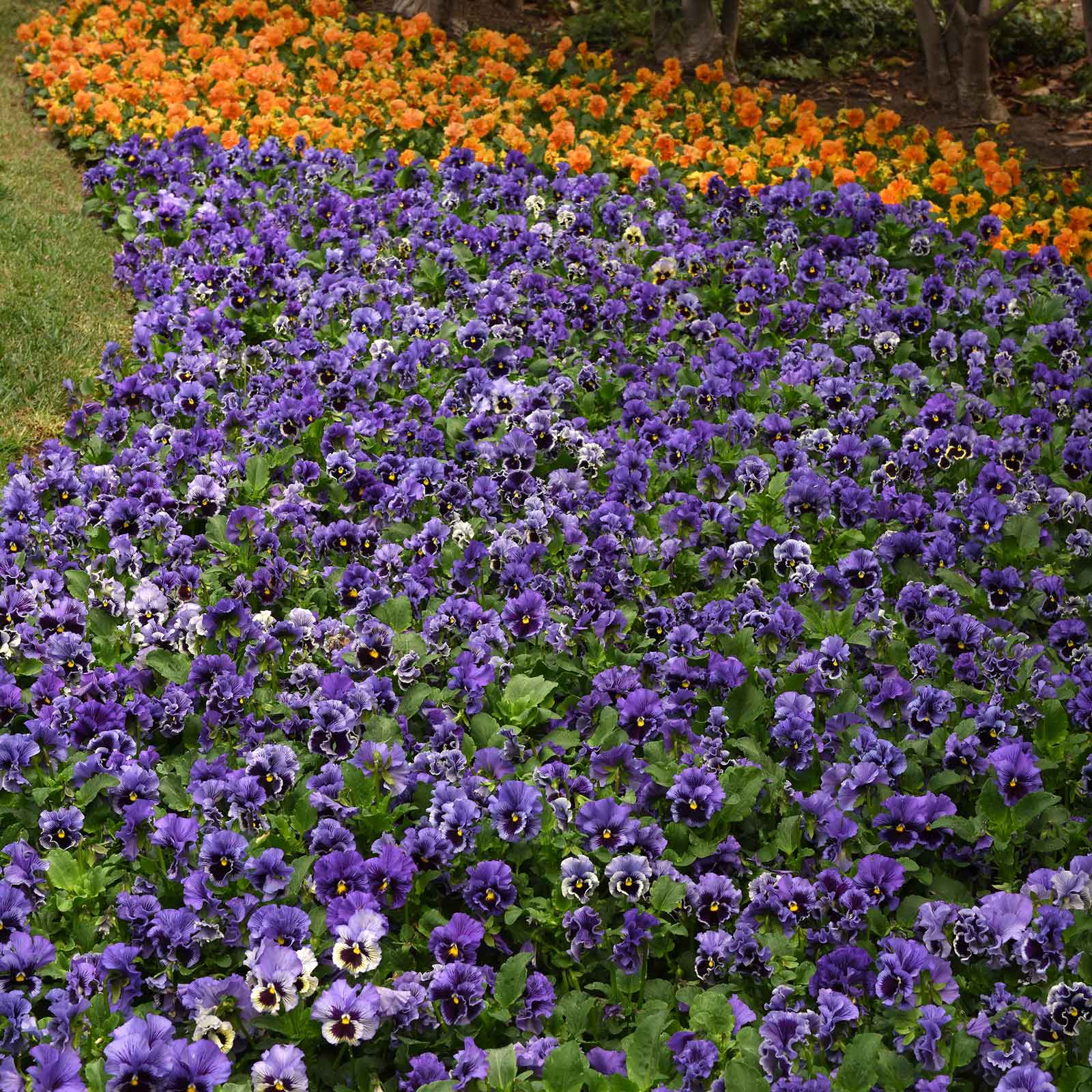  Pansy frizzle sizzle blue blue blooms massed in a border alongside yellow flowers.