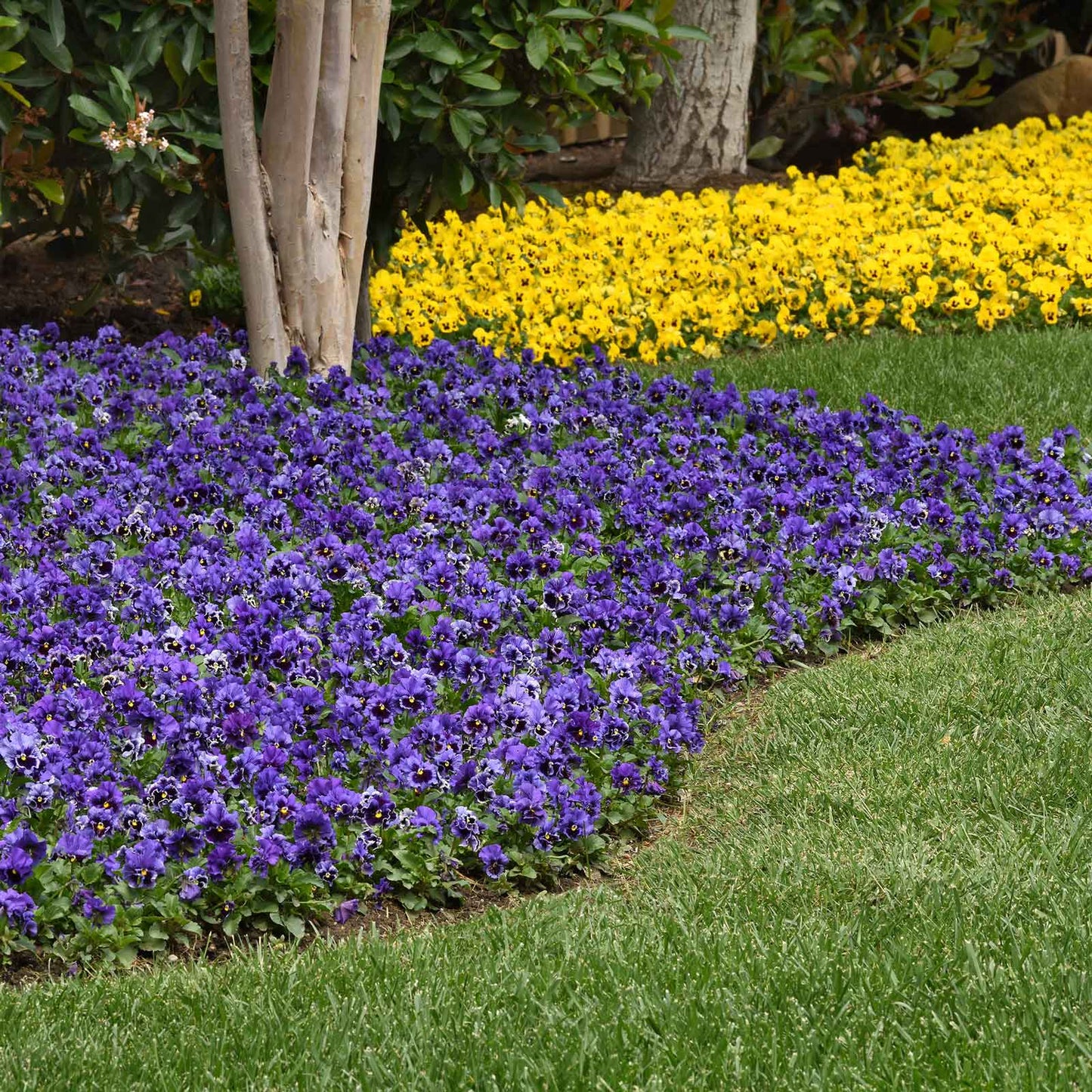 Pansy frizzle sizzle blue blue and purple ruffled blooms filling a sunny garden border.