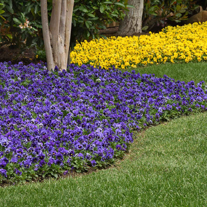 Pansy frizzle sizzle blue blue and purple ruffled blooms filling a sunny garden border.