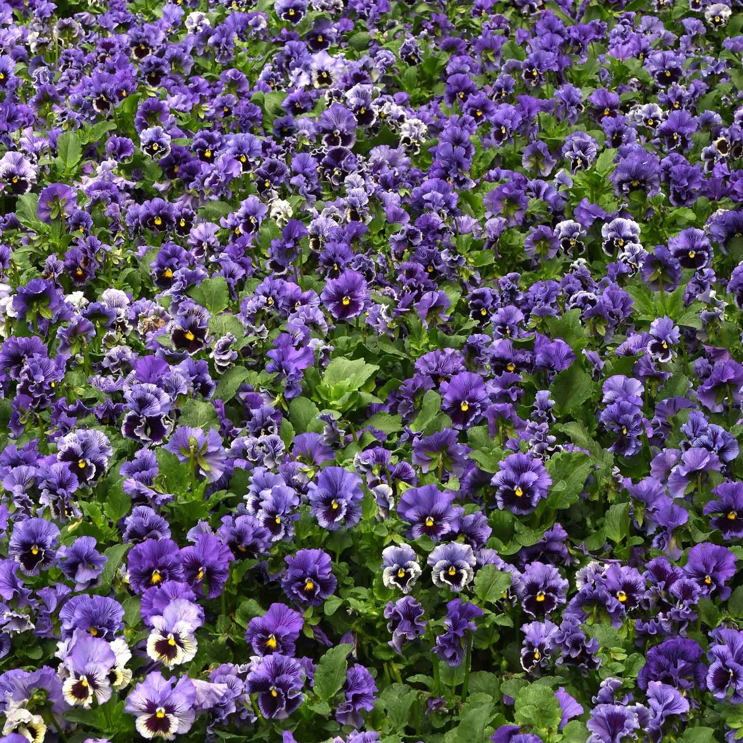 Pansy frizzle sizzle blue blue and purple ruffled blooms massed in a garden border.