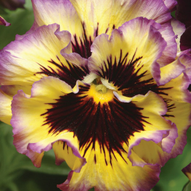 Pansy frizzle sizzle lemonberry yellow bloom with ruffled edges on a plain backdrop.