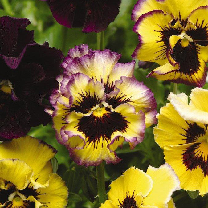 Pansy frizzle sizzle lemonberry vibrant yellow and purple ruffled bloom on a plain backdrop.