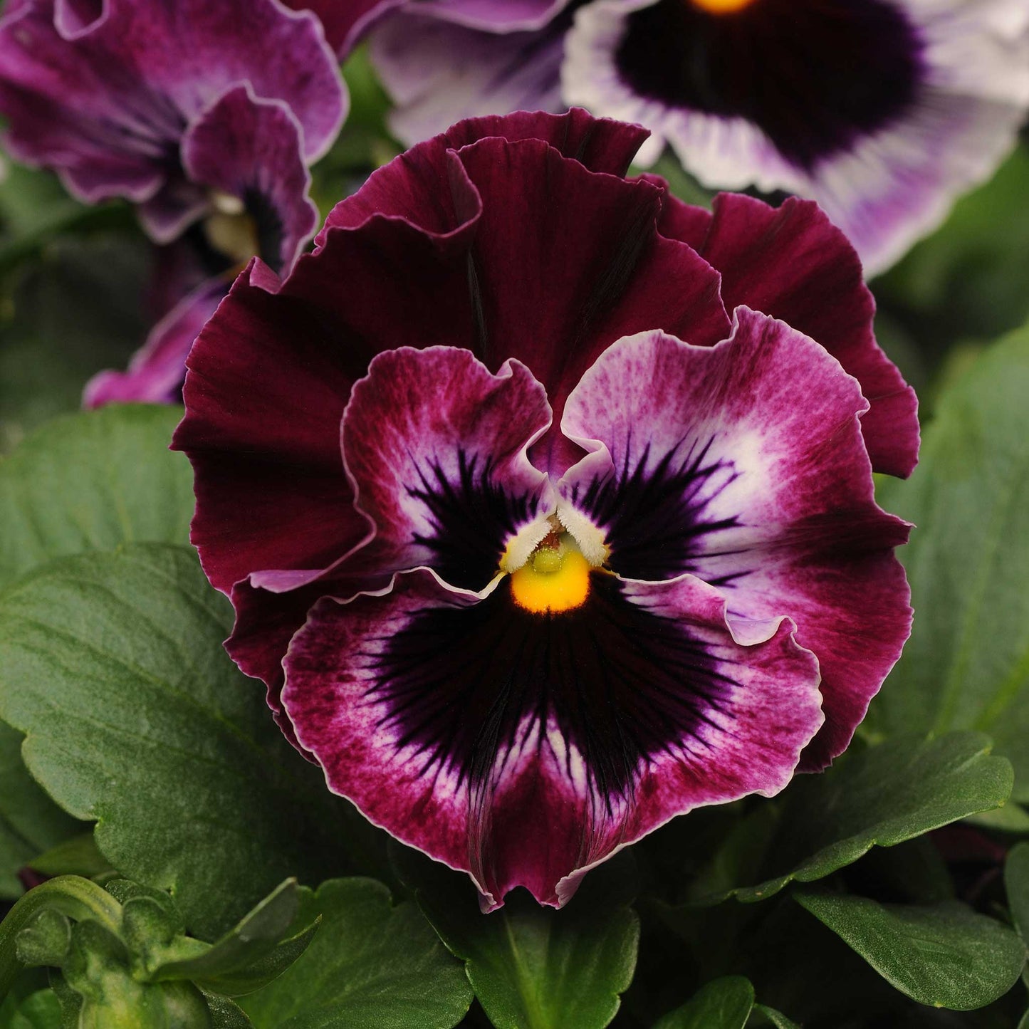 Pansy frizzle sizzle raspberry deep pink ruffled blooms in a garden bed with green foliage.