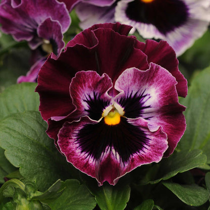 Pansy frizzle sizzle raspberry deep pink ruffled blooms in a garden bed with green foliage.