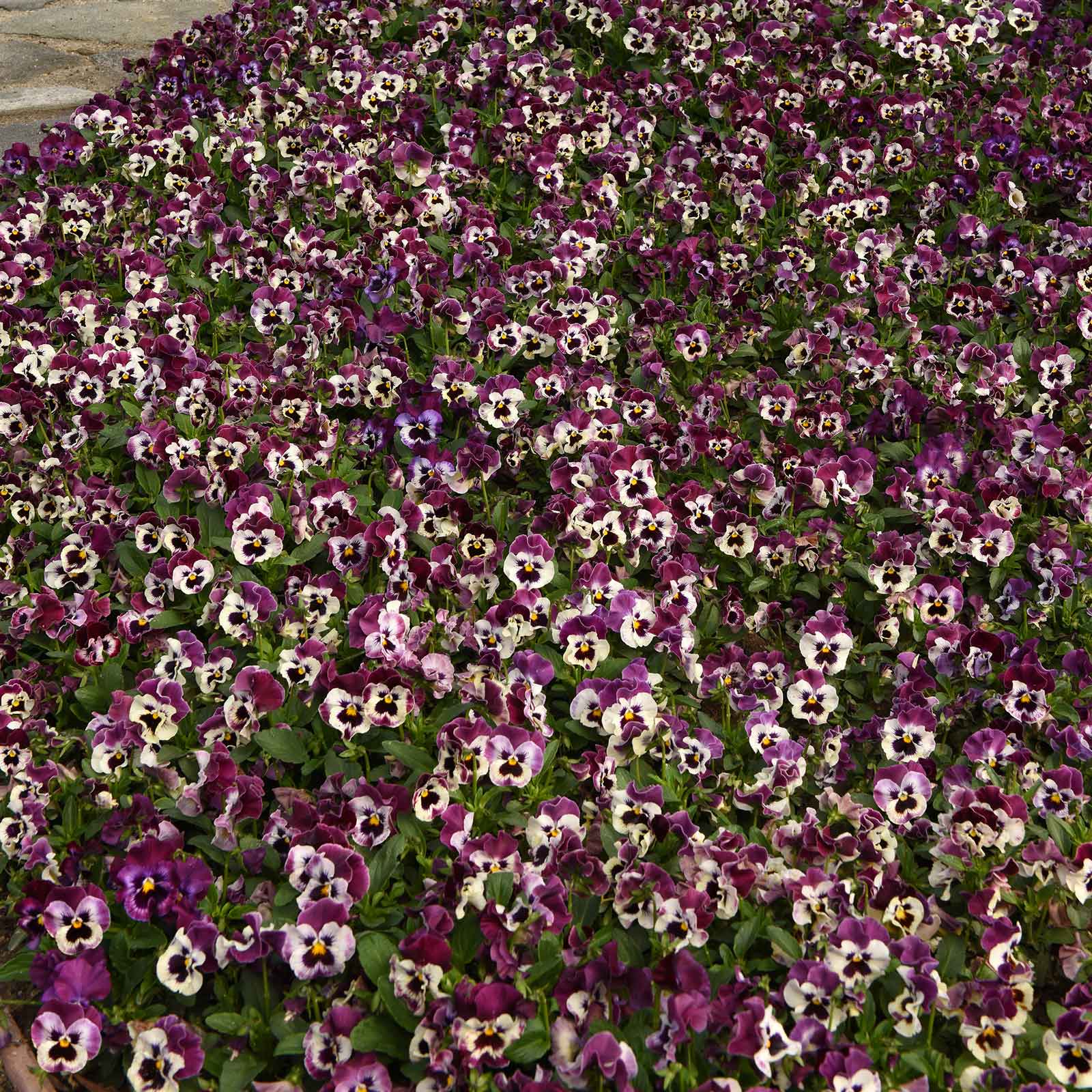 Pansy frizzle sizzle raspberry deep pink ruffled bloom with dark veins on a blurred backdrop.