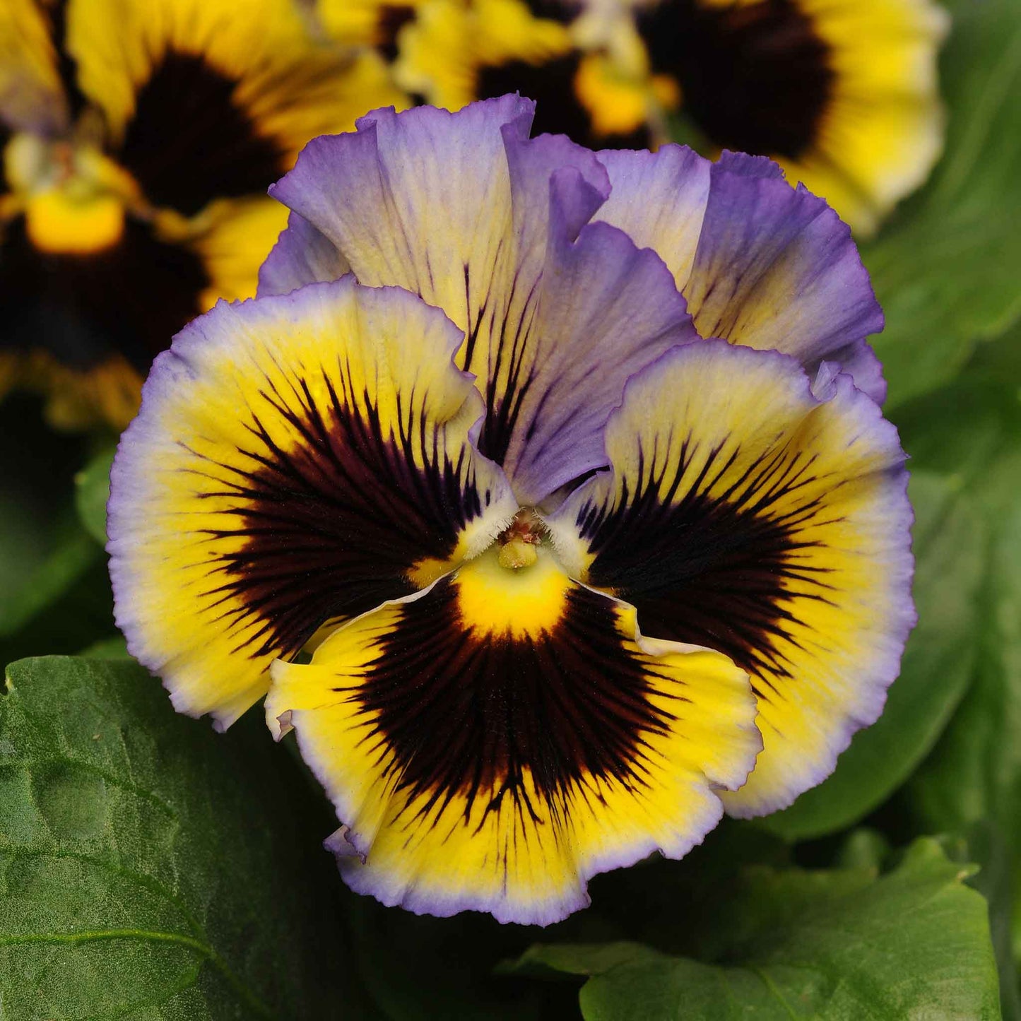 Pansy frizzle sizzle yellow blue swirl yellow bloom with blue ruffled edges on a plain backdrop.