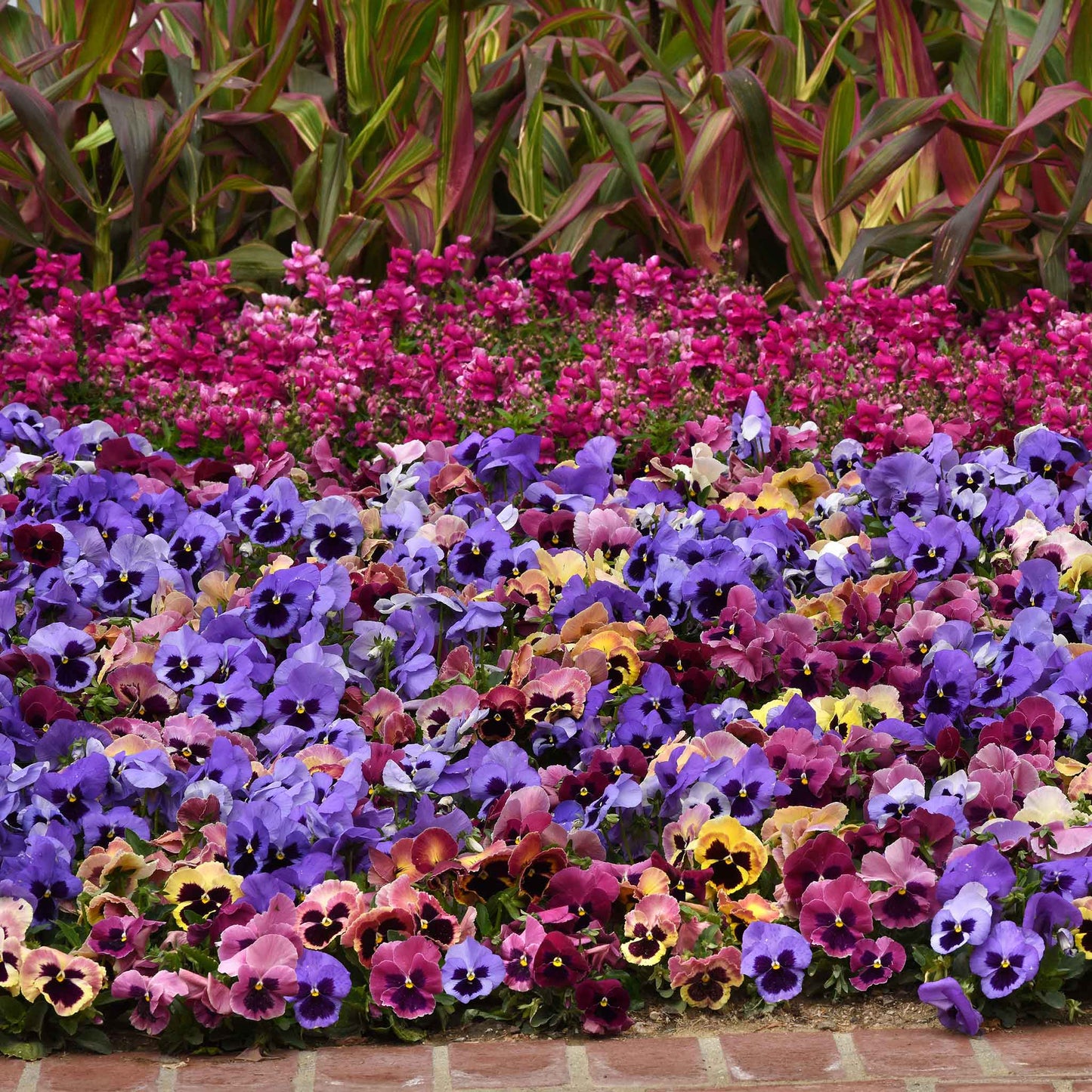 Pansy matrix coastal sunrise vibrant mixed color blooms densely packed in a garden border.