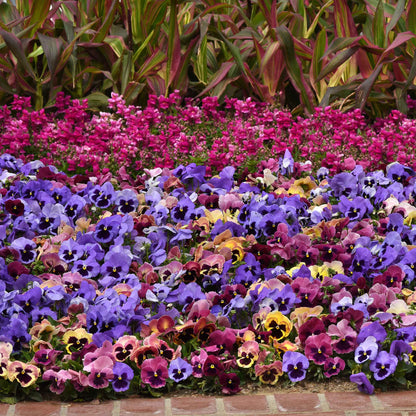 Pansy matrix coastal sunrise vibrant mixed color blooms densely packed in a garden border.
